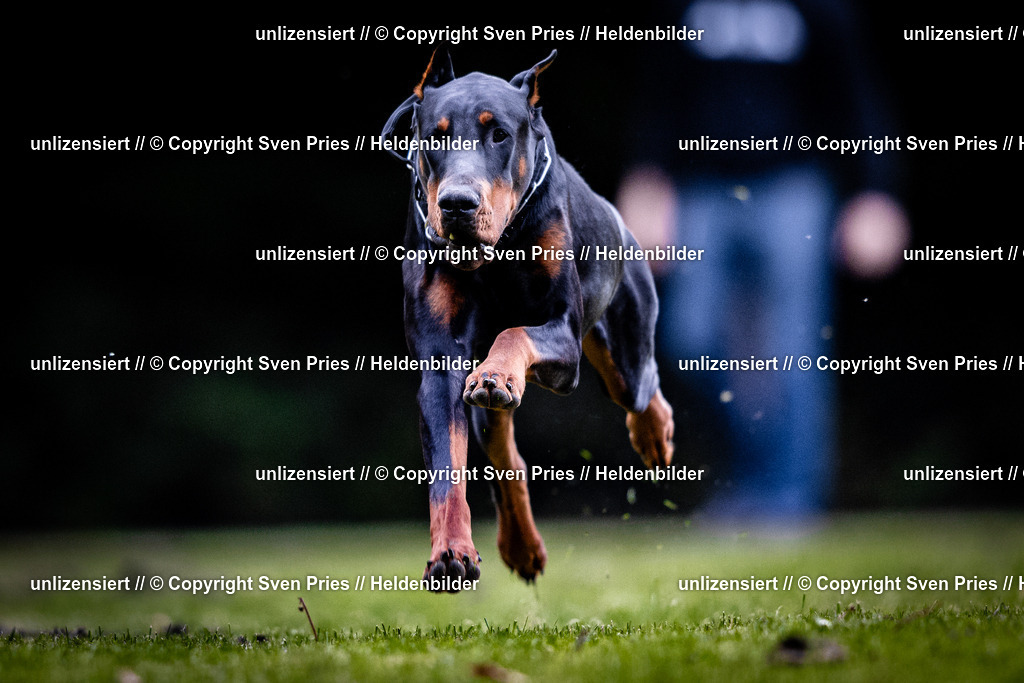 Sven Pries | 2025-10-03 - Hunderennen Obergrombach - Realisiert mit Pictrs.com