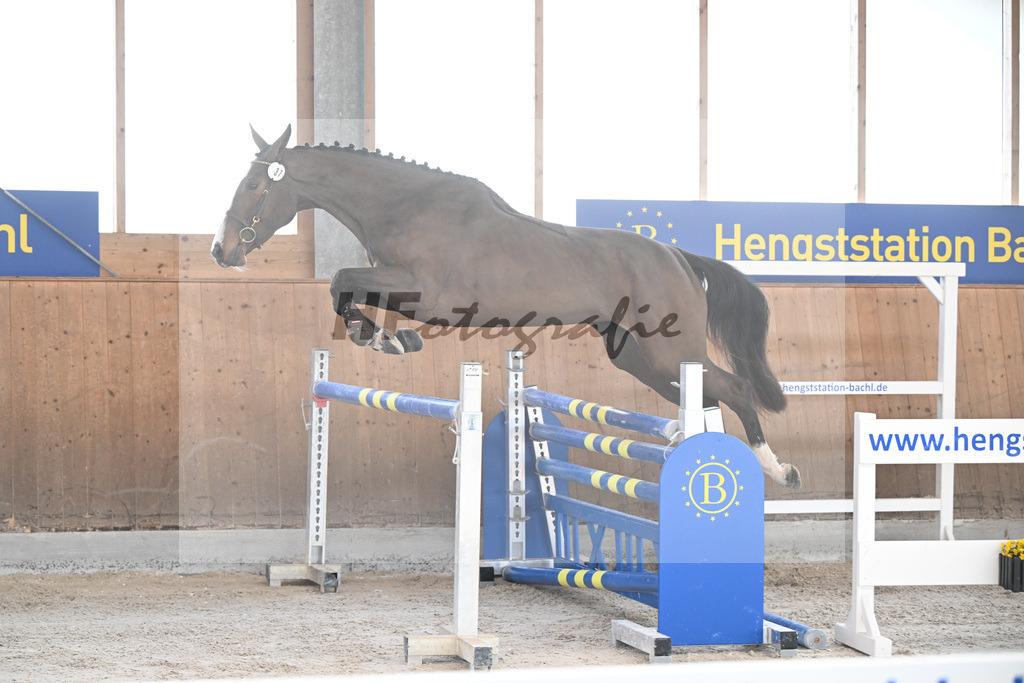 Kat-Nr. 37 Agana Filippa Z v. Aganix Du Seigneur_Schwendinger_14261846 | hf-fotografie - Realizzato con Pictrs.com