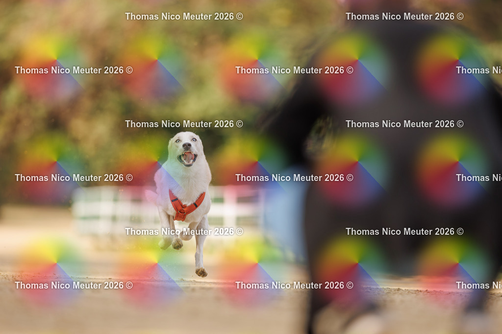 Thomas_Nico_Meuter(C)_03. Oktober 2026_223A8514 | Bild von Thomas Nico Meuter - Realisiert mit Pictrs.com