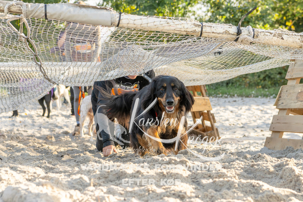 1646_ZZ99163 | kk-dogfotos