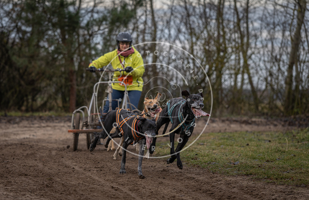 Pfotenfotografie_DV3A6061 | Hundefotografie, Tierfotograf, Pfotenfotografie, Fotoshooting Hund, Hunde Portrait, Hundesport, Hundeportraits, Heideshooting, Hunde, Sportfotograf, Hundefotograf, Turnierhundsport, THS,  - Realisiert mit Pictrs.com