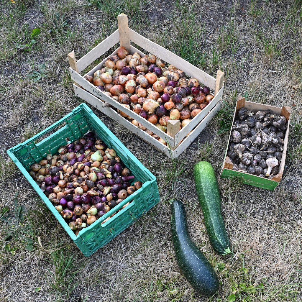 Ernte01q | lucisnaturbilder - Realisiert mit Pictrs.com
