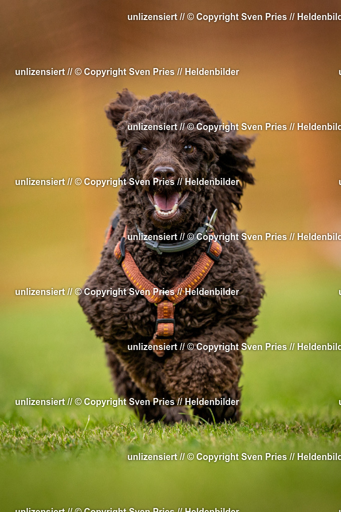 Sven Pries | 2024-09-22 - Hunderennen Baden-BadenPudelverein - Realisiert mit Pictrs.com