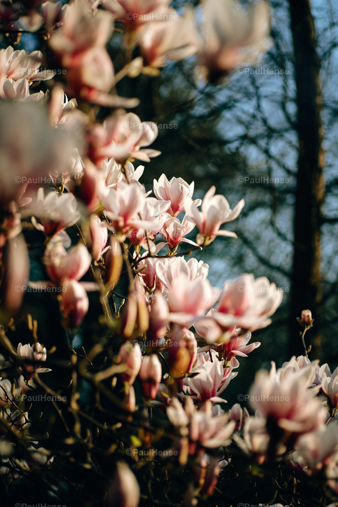 20220324_PaulHense_S0042_DSC03544 | paulhense - Realisiert mit Pictrs.com