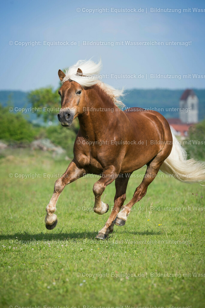 20150527_TOMsPiC_0166 | equistock