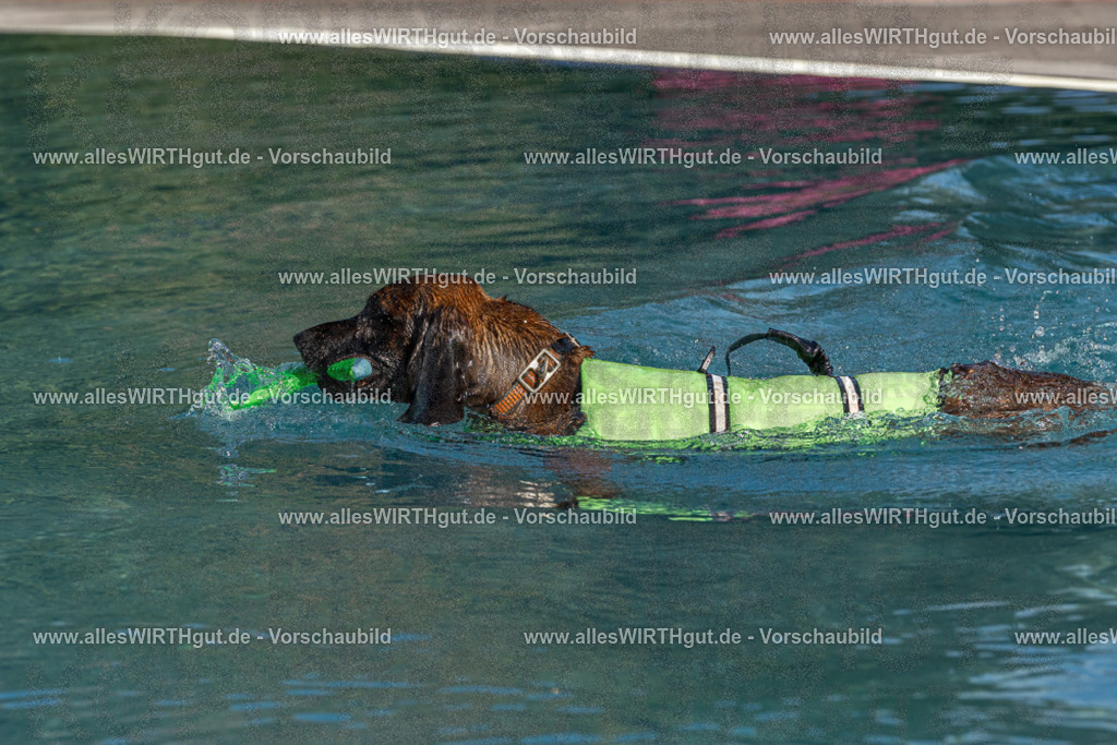 Hundeschwimmen_Volksbad_2026-allesWIRTHgut_Tierfotografie-2609061609-FAY07402 | Professionelle Tierfotografie in Mönchengladbach von Daniel Wirth (allesWIRTHgut). Liebevolle & natürliche Bilder von Hunden & Katzen für unvergessliche Erinnerungen.