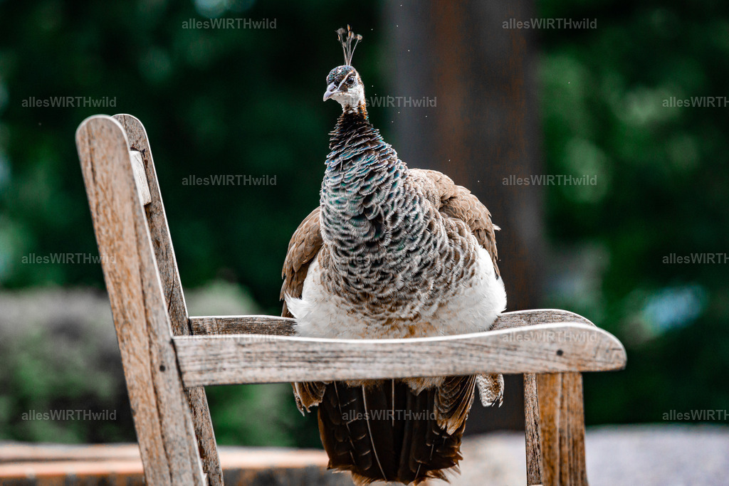 Daniel Wirth - www.allesWIRTHwild.de -DSC03239 | Entdecke die faszinierende Welt der Natur- und Wildlife-Fotografie von Daniel und Bärbel. Inspirierende Bilder von wilden Tieren und kleinen Naturwundern.