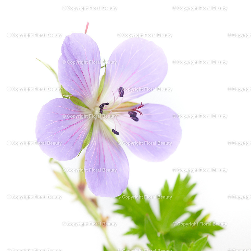 Geranium-pratense-Johnsons-Blue-103846-HS-123 | Onlineshop für hochwertige Wandbilder. Bei uns findet ihr selbstgestaltete Blumenmotive. Das perfekte Geschenk, als Praxisdeko oder die eigene Wohnung. Alle künstlerischen Blumenfotos sind auf Leinwand, FineArtPrint, Kunstdruck und vielem mehr zu erwerben - Realisiert mit Pictrs.com