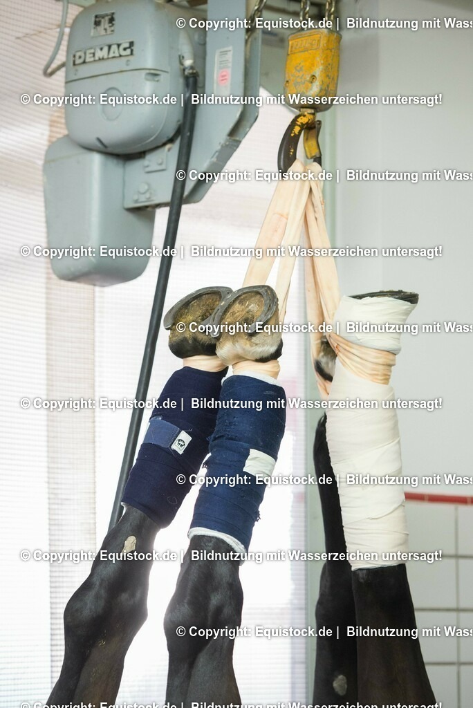 20160309_Sehnenschnitt_OP__0056 | equistock