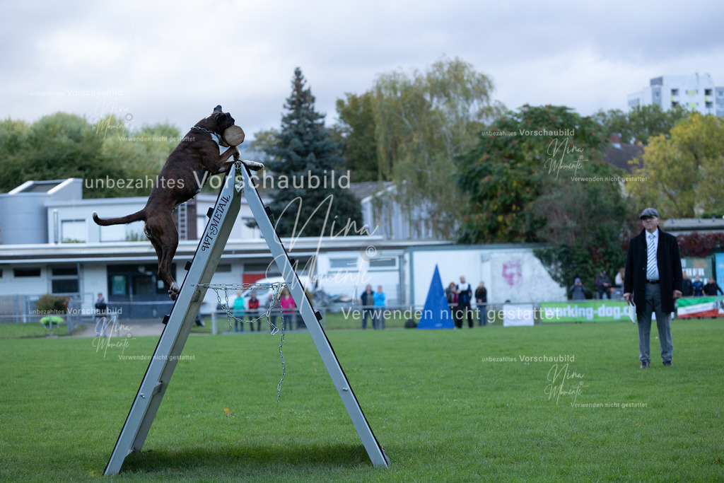 _16A4609 | Einzigartige Fotos von Hunden & Menschen –Actionfotos, Portraits, Vereinsaufnahmen & Paarshootings – authentisch, lebendig & mit Herz.