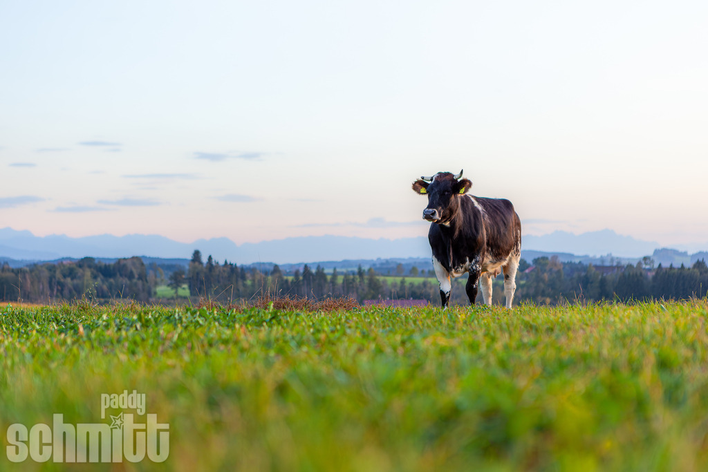 PS-Tiere-2026-3 | Entdecke die größte Bildgalerie der Region mit Fotografien aus dem Allgäu, der Bodenseeregion, Oberschwaben, dem Donautal und der Schwäbischen Alb. Landschaften, Luftaufnahmen und Reisefotografie als Wandbild und Fotokunst. - Realisiert mit Pictrs.com