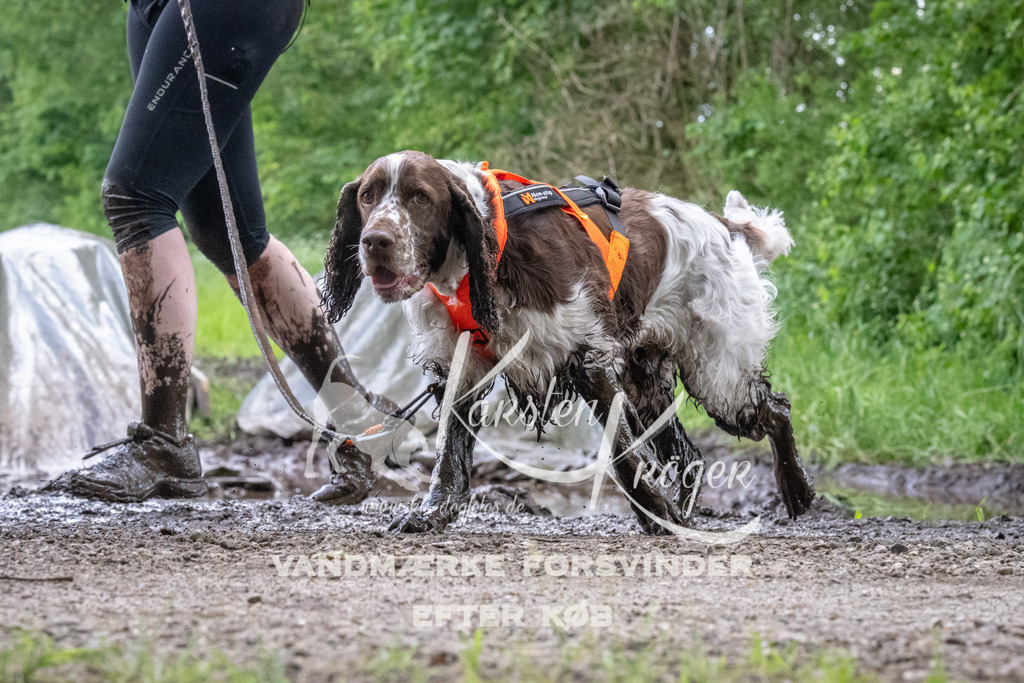 1257_ZZ94365 | kk-dogfotos
