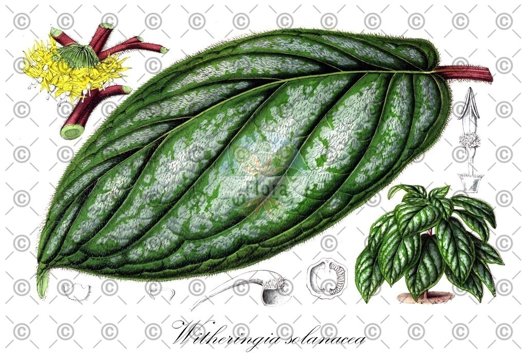 HistAbb_wfo-0000607982_2_ENZY_Simple | Historische Abbildung von Witheringia solanacea - Solanaceae | Historical Illustration of Witheringia solanacea - Solanaceae