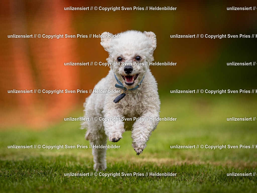 Sven Pries | 2024-09-22 - Hunderennen Baden-BadenPudelverein - Realisiert mit Pictrs.com