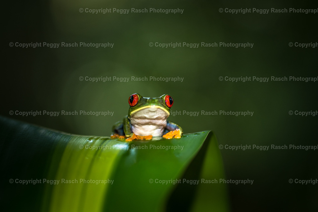 Frösche (4) | PeggyRaschPhotography - Realisiert mit Pictrs.com