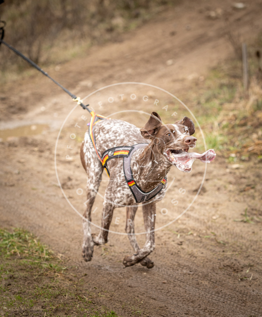 DV3A2048 | Hundefotografie, Tierfotograf, Pfotenfotografie, Fotoshooting Hund, Hunde Portrait, Hundesport, Hundeportraits, Heideshooting, Hunde, Sportfotograf, Hundefotograf, Turnierhundsport, THS,  - Realisiert mit Pictrs.com