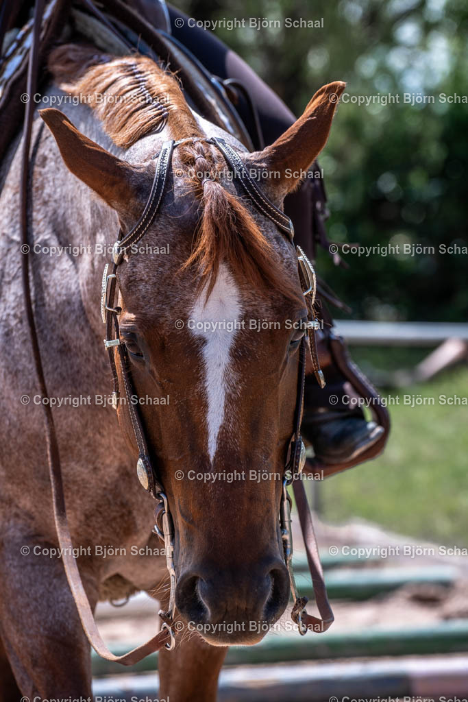 SBS00432 | BS-foto
