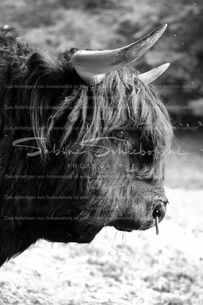 Highlander Stier | People- und Tierfotografie, Imageaufnahmen, Veranstaltungsfotografie und Wandbilder aus der Natur ★ Made in Germany ✔️ Druck + Downloads ✔️ Naturfotografie in Top Qualität ★ schneller Versand, weltweite Lieferung! - Realisiert mit Pictrs.com
