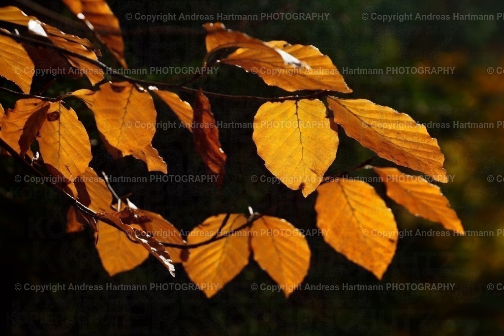 Herbstliches Buchenlaub | Herbstliches Buchenlaub - Realisiert mit Pictrs.com