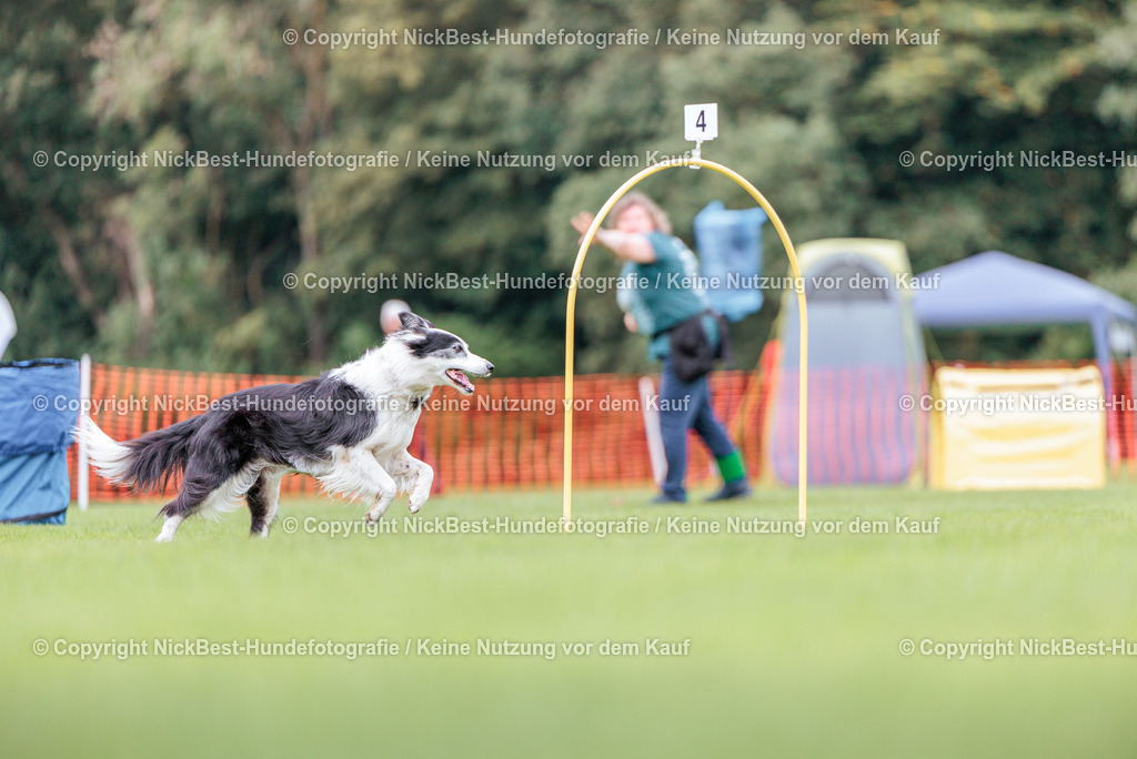BSP Hoopers-H2-2026-Nickbest-Hundefotografie-TuS Komet Arsten e.V.-4285 | Dein Hund! Dein Moment! Deine Erinnerungen! Hundefotografie in Bremen Blumenthal. Ich fange die besonderen Momente deines Vierbeiners ein – ob Indoor mit Blitzanlage oder in der freien Natur. Sicher dir dein Moment und dein Termin für eure Erinnerungen.