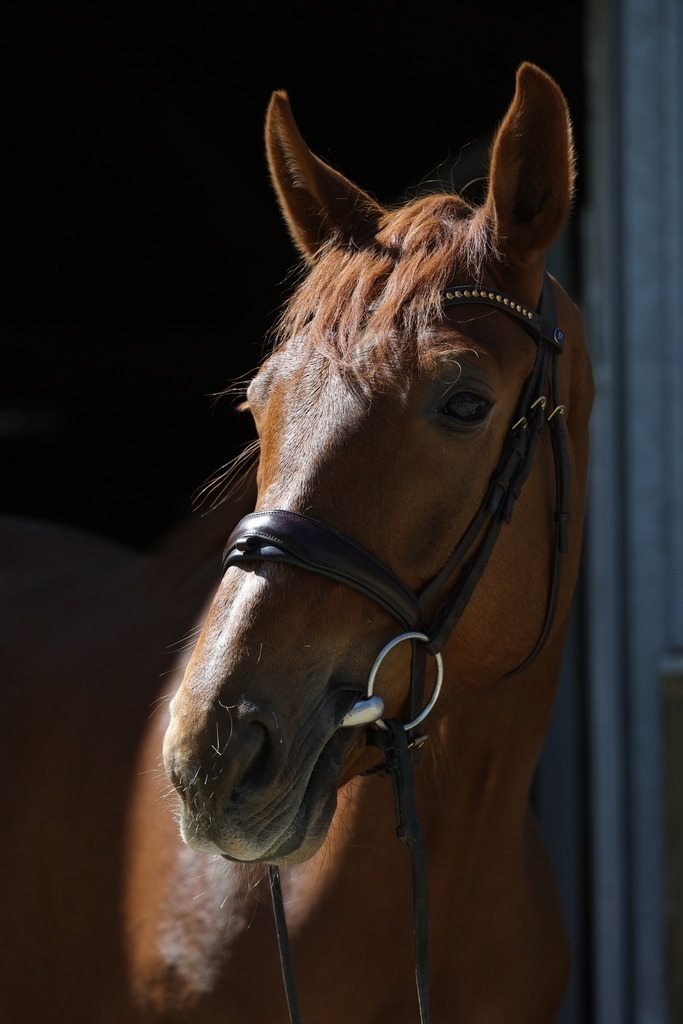0P6A8750 | Willkommen bei Brunnmayr - Design & Fotografie – Ihrem Spezialisten für Reitturniere und Pferdeveranstaltungen in Oberösterreich, Salzburg und Bayern! Seit über 17 Jahren sind wir leidenschaftlich dabei.
