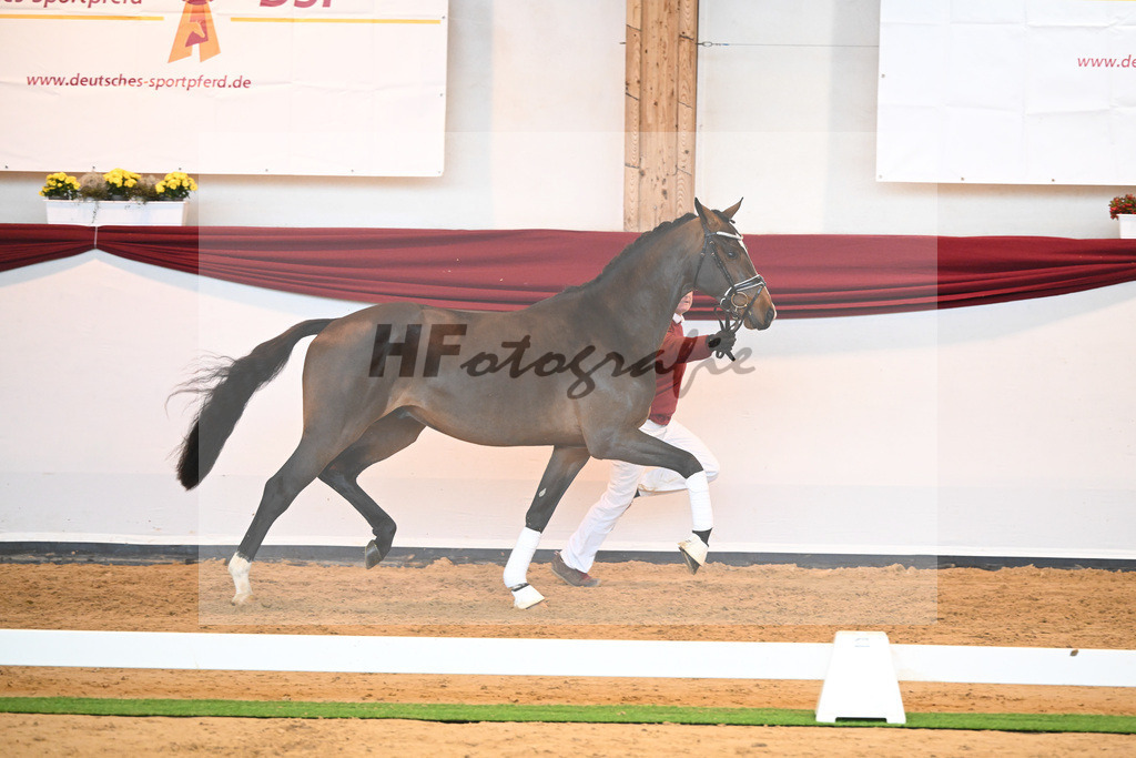 Kat-Nr. 61 v. Goldberg_Reglauer_66221996 | hf-fotografie - Realisiert mit Pictrs.com