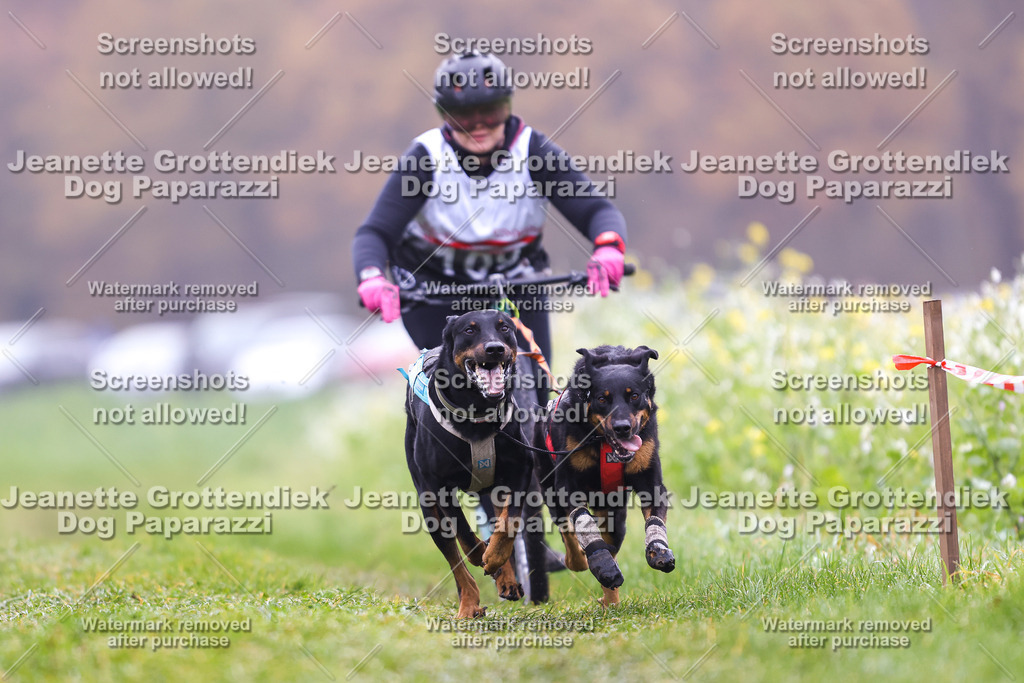 Dog Paparazzi - Visbeck 25 -114 | Dog Paparazzi Jeanette Grottendiek Fotografie & Videografie - Realisiert mit Pictrs.com