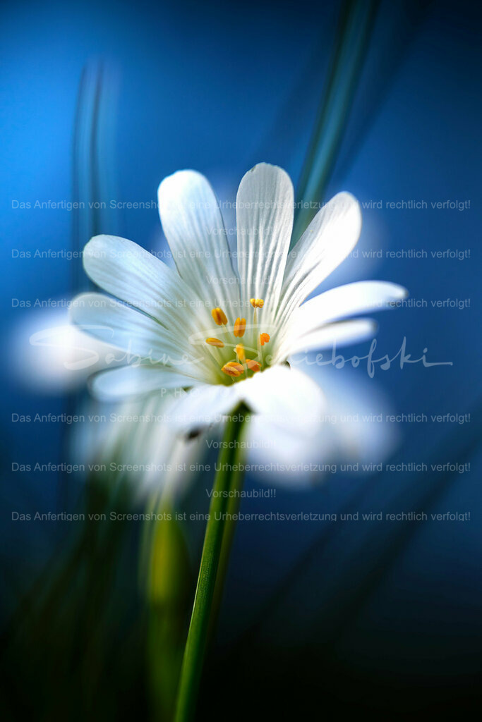 Wandbild Sternmiere | Die Sternmieren sind das sichere Zeichen dafür das Frühling, in unseren Wäldern, Einzug gehalten hat. - Realisiert mit Pictrs.com