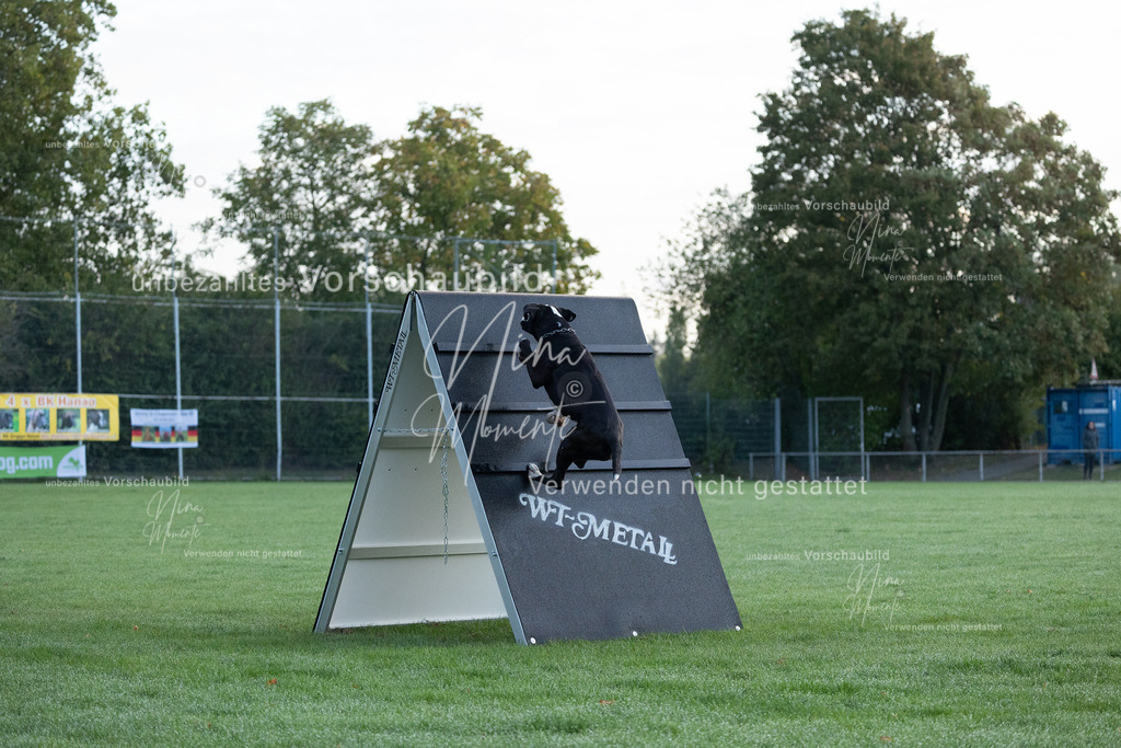 _16A5752 | Einzigartige Fotos von Hunden & Menschen –Actionfotos, Portraits, Vereinsaufnahmen & Paarshootings – authentisch, lebendig & mit Herz.