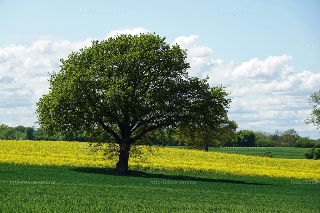 Rhapsody in yellow | rape fields