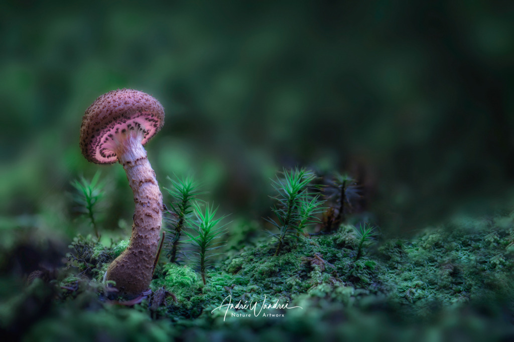 Leuchtpilz (7) | Andre Wandrei - Nature Artworx - Realisiert mit Pictrs.com