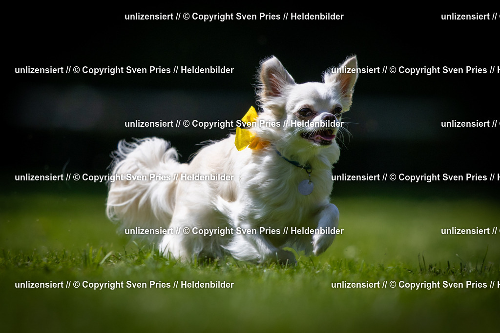 Sven Pries | 2025-08-10 - Hunderennen Durlach - Realisiert mit Pictrs.com