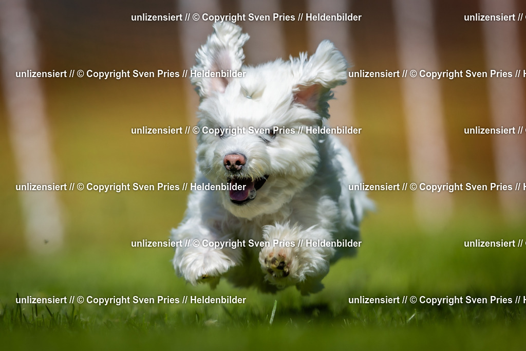 Hunderennen_April_2026_138 | 2026-04-26 - Hunderennen Baden-Oos April 2026 - Realisiert mit Pictrs.com