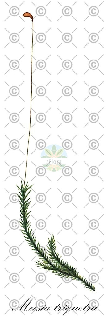 HistAbb_wfo-0001209176_1_ENZY_Simple | Historische Abbildung von Meesia triquetra - Meesiaceae | Historical Illustration of Meesia triquetra - Meesiaceae