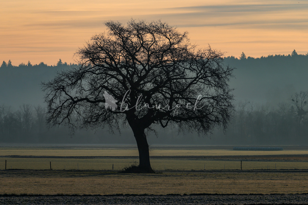 701A5086 | Sportbilder, Sportfotograf, Hochzeits- und Eventfotografin, Flugshows, Portraits und Tiershooting, Aviation, Downhill, Nationalleague, Swissleague, International