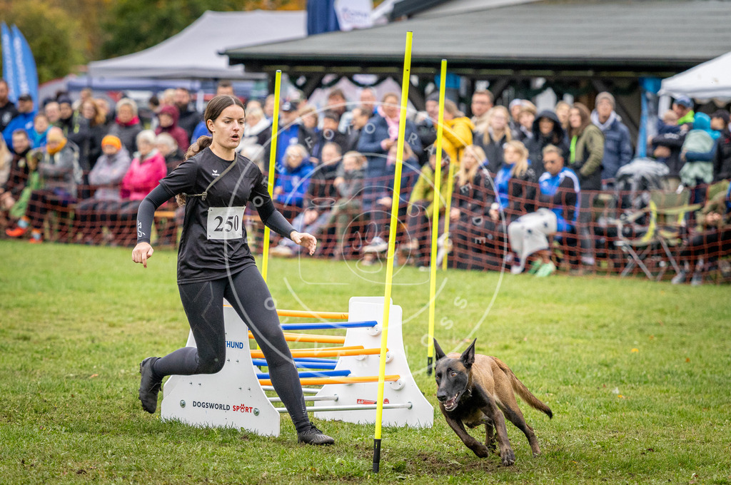 Pfotenfotografie_DV3A0672 | Hundefotografie, Tierfotograf, Pfotenfotografie, Fotoshooting Hund, Hunde Portrait, Hundesport, Hundeportraits, Heideshooting, Hunde, Sportfotograf, Hundefotograf, Turnierhundsport, THS,  - Realisiert mit Pictrs.com