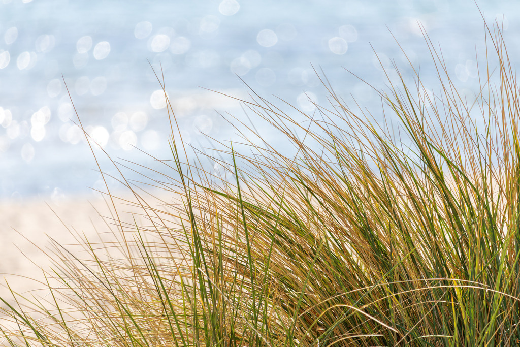 Wandbild: Ostsee-Glitzern im Dünengras | Holen Sie sich das Licht und die Leichtigkeit eines perfekten Sommertages nach Hause. Dieses Wandbild fängt die feine, fast zerbrechliche Ästhetik des Ostsee-Strandhafers ein, der sich sanft im Küstenwind wiegt. Im Hintergrund verschmilzt das Meer mit dem Horizont und glitzert unter der Sonne wie Millionen kleiner Diamanten. Die hellen, warmen Beigetöne des Grases und das strahlende Blau des Wassers schaffen eine Atmosphäre von purer Frische und maritimer Eleganz. Ein Motiv, das jeden Raum optisch öffnet und Sie mit der beruhigenden Energie eines weiten, sonnendurchfluteten Strandes erfüllt. - Realisiert mit Pictrs.com