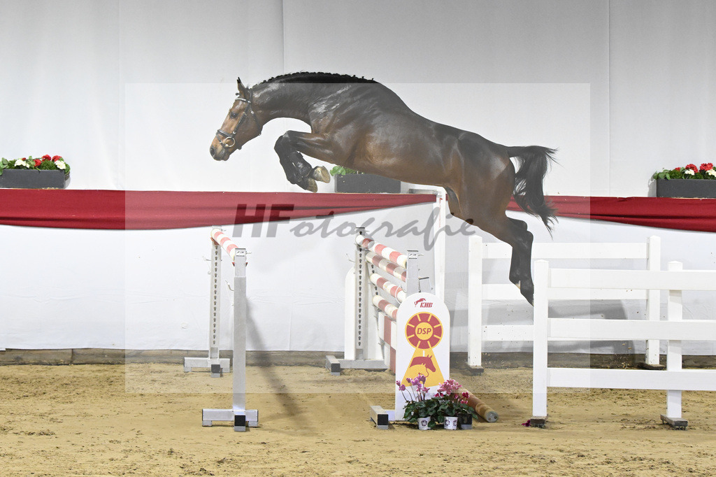 Kat-Nr. 45 v. Million Dollar_Pferdezucht Joos_63221109 | hf-fotografie - Realizzato con Pictrs.com