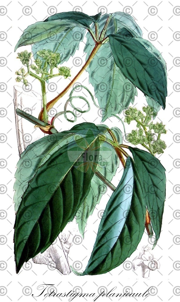 HistAbb_wfo-0000458081_1_ENZY_Simple | Historische Abbildung von Tetrastigma planicaule - Vitaceae | Historical Illustration of Tetrastigma planicaule - Vitaceae