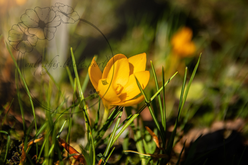 Kleiner Krokus | lat: Crocus chrysanthus - Realisiert mit Pictrs.com