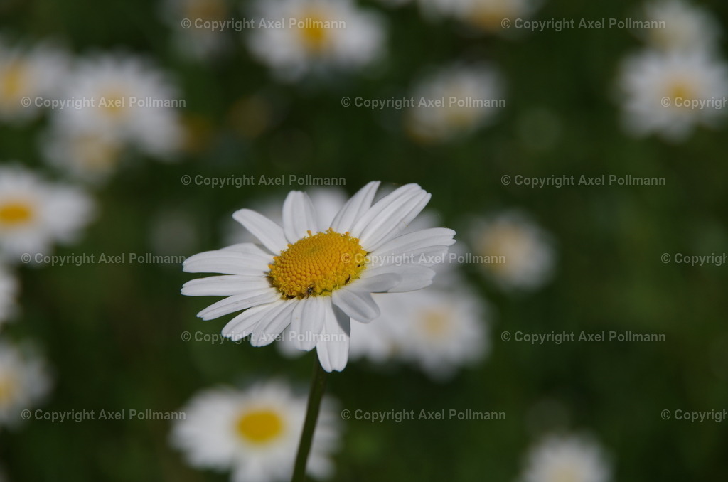 IMGP0045 | fotografiert von Axel PollmannLeonhardi Wallfahrt Benediktbeuern und Murnau, Fronleichnam, Fasching, Landschaft im Loisachtal und Benediktbeuern  - Realisiert mit Pictrs.com