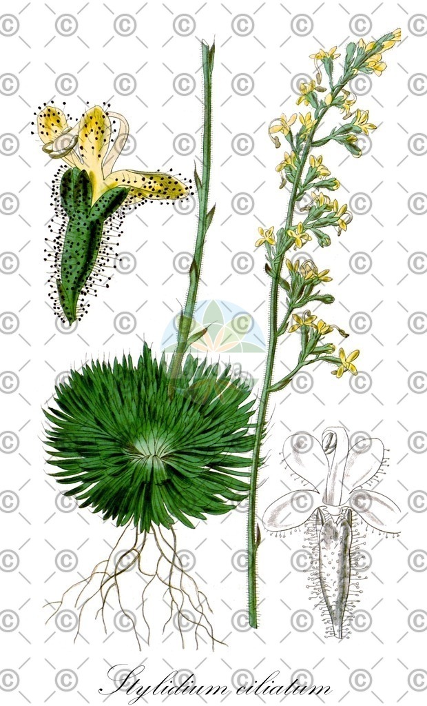 HistAbb_wfo-0000991512_1_ENZY_Simple | Historische Abbildung von Stylidium ciliatum - Stylidiaceae | Historical Illustration of Stylidium ciliatum - Stylidiaceae