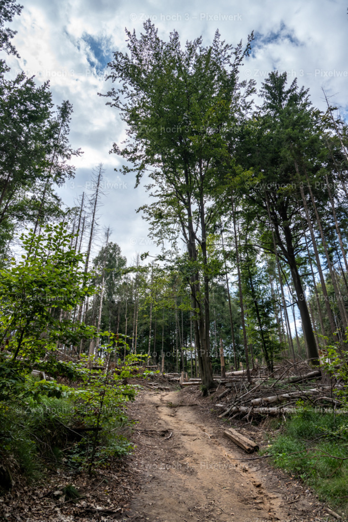 Rosssteig_Nahe_Altes_Zeughaus_Waldsterben_Waldweg_Baum | 2022-08-30_Waldbrandgebiete_1 - Realisiert mit Pictrs.com