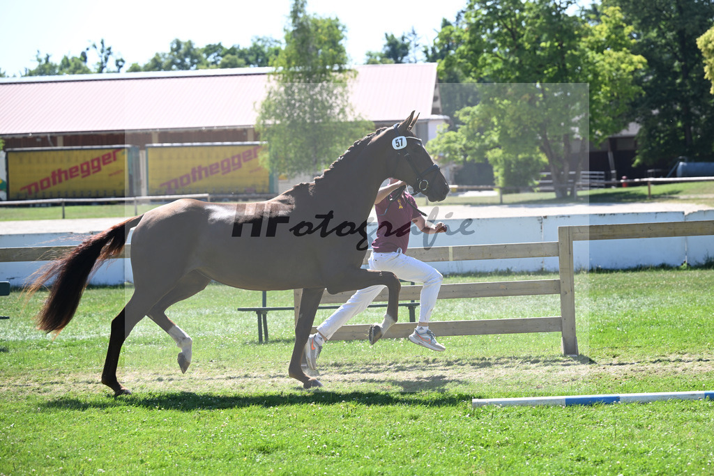 Kat-Nr. 57 Thalya W v. Va Bene_Winklmaier_19251077 | hf-fotografie - Realizzato con Pictrs.com