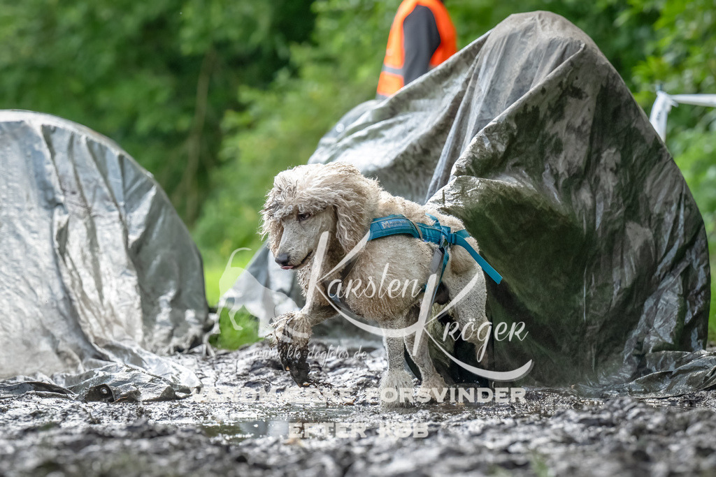 1130_ZZ93647-Bearbeitet | kk-dogfotos