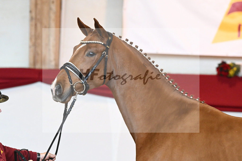 Kat-Nr. 53 Va Bene x Locksley III_Albert_43230922 | hf-fotografie - Realisiert mit Pictrs.com