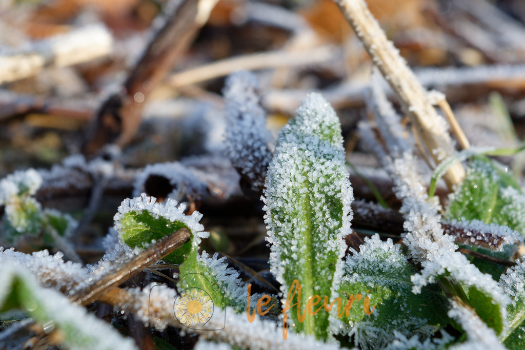 DSC_0293-NEF_DxO_DeepPRIME | Dies ist der Shop von Florian Blum - le fleuri. Langenthal, Bern, SchweizSie können hier meine oder ihre eigenen Fotos als Fotoprodukte kaufen. Tassen, Schlüsselanhänger, Taschen etc. können Sie hier gestalten.  - Realisiert mit Pictrs.com