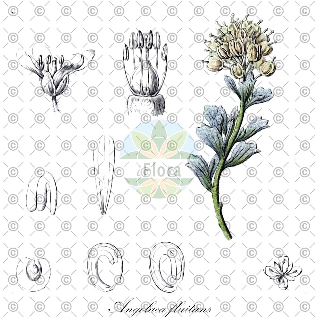 HistAbb_wfo-0000536542_293_ENZY_Simple | Historische Abbildung von Angolaea fluitans - Podostemaceae | Historical Illustration of Angolaea fluitans - Podostemaceae