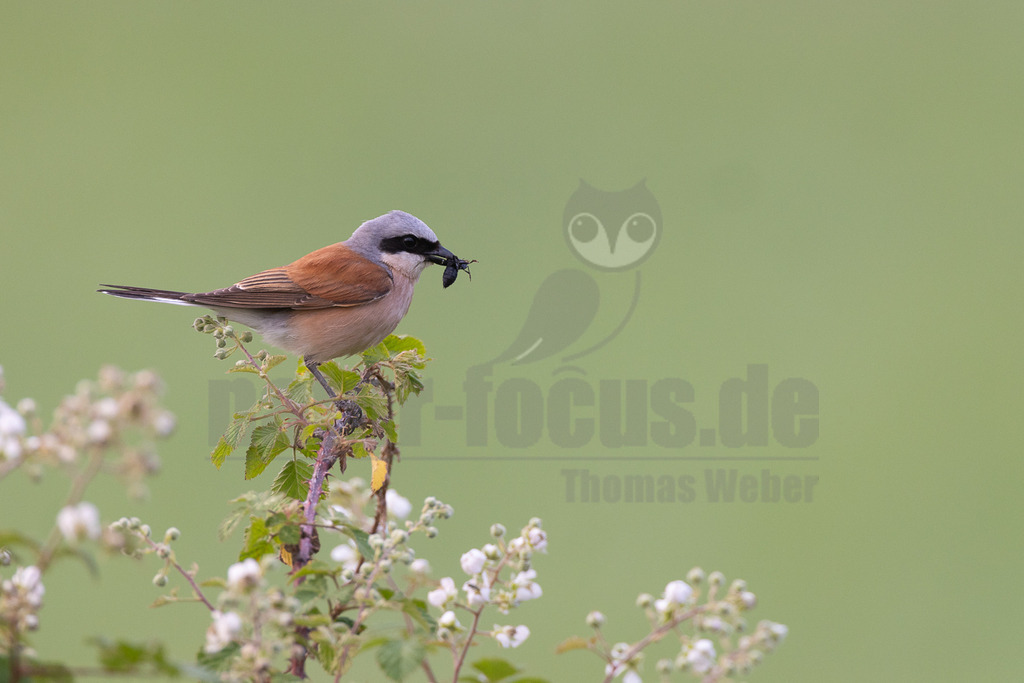 R5NF0864-20230624 | Der Neuntöter oder Rotrückenwürger ist eine Vogelart aus der Familie der Würger und in Mitteleuropa die häufigste Würgerart. Er ist vor allem durch sein Verhalten bekannt, Beutetiere auf Dornen aufzuspießen. Zu seiner Nahrung zählen vorwiegend Großinsekten, aber auch kleine Säugetiere und Vögel. - Realisiert mit Pictrs.com