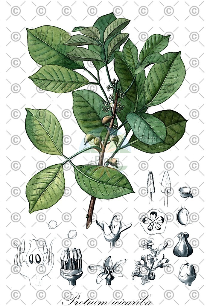 HistAbb_6XMJ_1_ENZY_Simple | Historische Abbildung von Protium icicariba - Burseraceae | Historical Illustration of Protium icicariba - Burseraceae